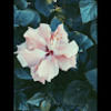 katie16877